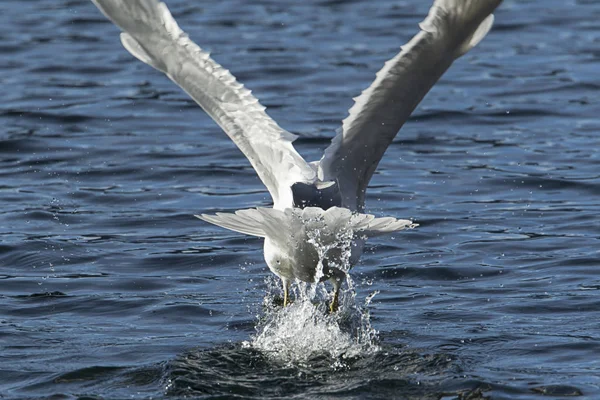 Uma Foto Parte Trás Uma Gaivota Que Voa Coeur Alene — Fotografia de Stock