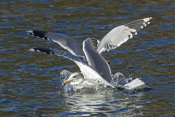 Дві Чайки Каліфорнії Боротися Риба Воді Coeur Alene Озеро Північній — стокове фото