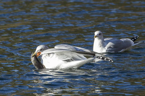 Gaviota Captura Pez Pico Agua Del Lago Coeur Alene Norte —  Fotos de Stock