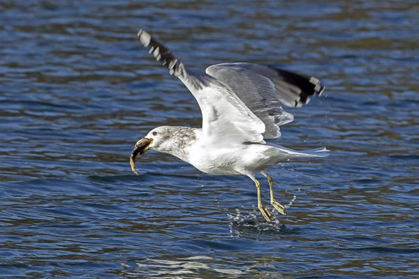 Meeuw Vliegt Weg Met Vis Bek Het Lake Coeur Alene — Stockfoto
