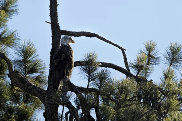 American Bald Eagle Uppflugen Ett Träd Nära Coeur Alene Idaho — Stockfoto