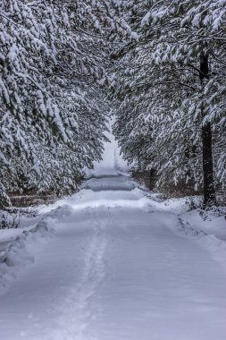 Bir tünel Schinveld, Idaho yakınındaki ağaçlarının geçmekte karla kaplı şerit.