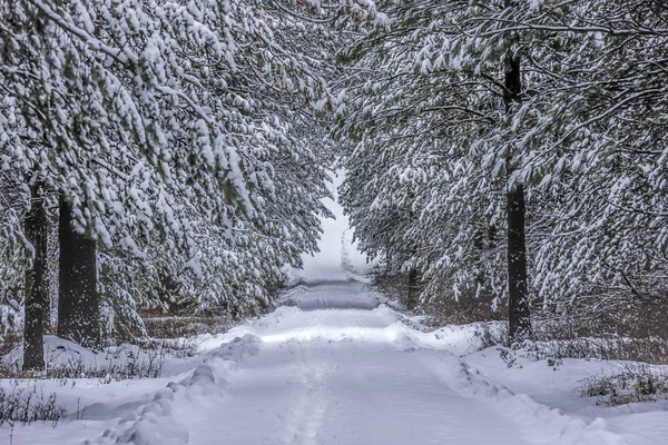 Una Corsia Innevata Che Attraversa Tunnel Alberi Vicino Rathdrum Idaho — Foto Stock