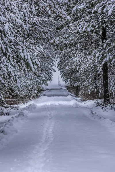 一条被雪覆盖的小巷穿过爱达荷州拉斯德鲁姆附近的树木隧道 — 图库照片