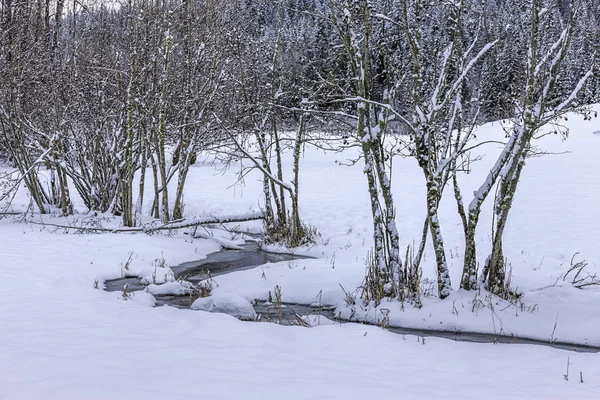 Petit Ruisseau Campagne Hiver Près Rathdrum Idaho — Photo