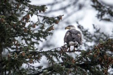 Kel kartal Kuzey Idaho Coeur d'Alene Gölü yakınındaki bir şube tünemiş.