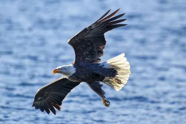 Bald Eagle Flies Close Water Hunting Fish Coeur Alene Lake — Stock Photo, Image