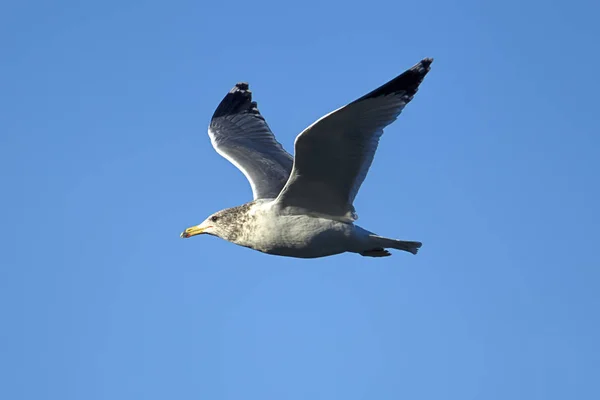 Una Gaviota Vuela Alto Contra Cielo Azul Sobre Lago Coeur —  Fotos de Stock