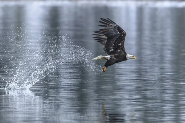 Bald Eagle Gör Ett Plask Efter Att Fånga Fisk Coeur — Stockfoto