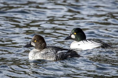 Bir erkek ve kadın barrows goldeneye birlikte Kuzey Idaho Coeur d'Alene gölde yüzmek.
