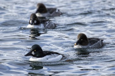 Barrows goldeneyes bir sürü birlikte Kuzey Idaho Coeur d'Alene gölde yüzmek.
