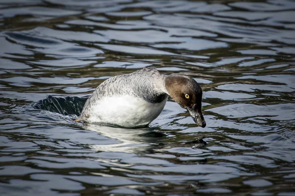 Galinheiro Fêmea Mergulha Água Procura Comida Coeur Alene Lake Norte — Fotografia de Stock