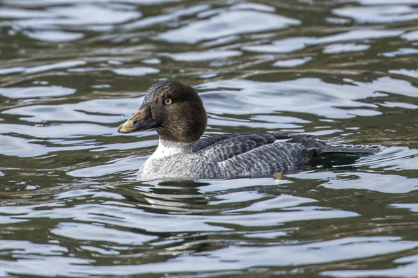 Female Barrows Goldeneye North Idaho Lake — Stock Photo, Image