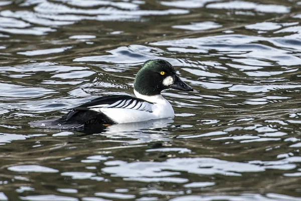 Een Mannelijke Grafheuvels Goldeneye Zwemt Coeur Alene Lake North Idaho — Stockfoto