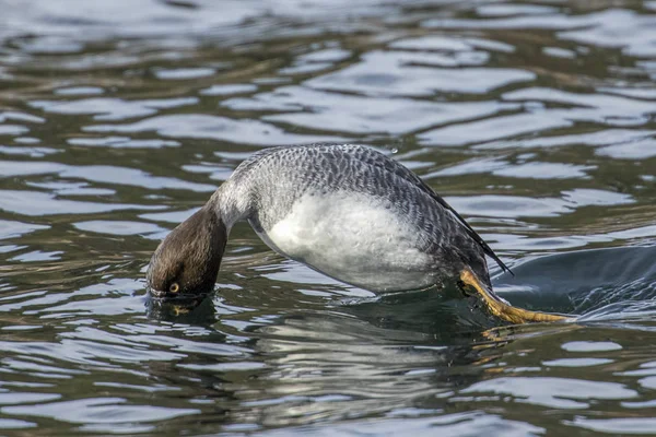 Female Barrows Goldenye Dives Water Looking Food Coeur Alene Lake — Stock Photo, Image