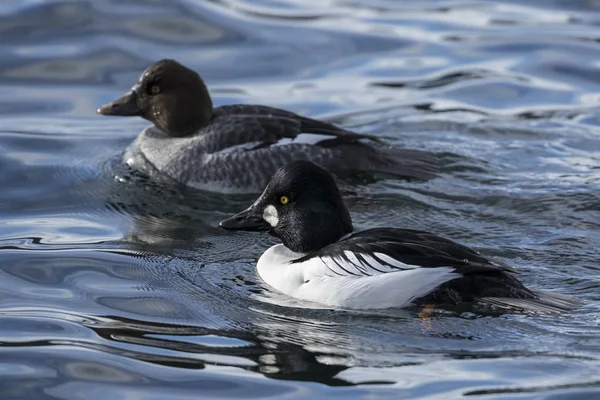 Macho Fêmea Galhos Goldeneye Casal Natação Tiogether Coeur Alene Lago — Fotografia de Stock