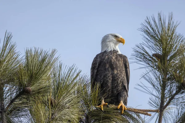 Uma Majestosa Águia Careca Americana Está Empoleirada Galho Contra Céu — Fotografia de Stock