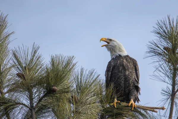 Uma Majestosa Águia Careca Americana Está Empoleirada Num Galho Contra — Fotografia de Stock