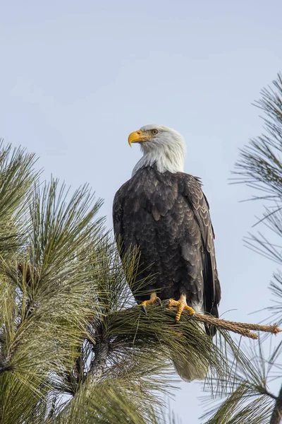 Majestic American Bald Eagle Perched Branch Blue Sky North Idaho — Stock Photo, Image