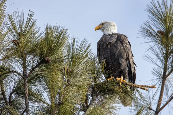 Uma Majestosa Águia Careca Americana Está Empoleirada Galho Contra Céu — Fotografia de Stock
