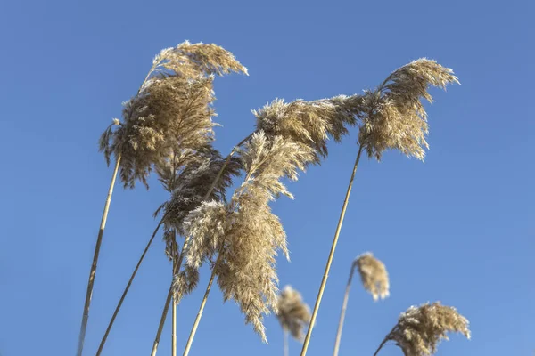 Eine Nahaufnahme Von Frostbedeckten Phragmiten Der Nähe Von Cataldo Idaho — Stockfoto