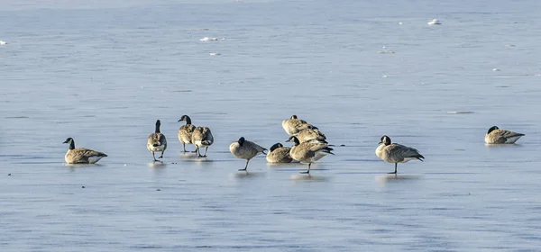 Panoramic Image Flock Geese Frozen Lake North Idaho — Stock Photo, Image