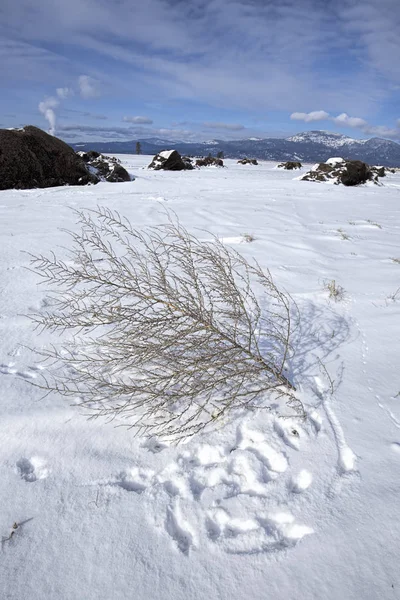 Barren Plant Lays Snow Rathdrum Prairie North Idaho — Stock Photo, Image