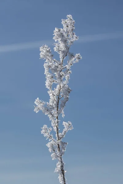 Nära Håll Växt Som Täckt Med Hoar Frost Vintern — Stockfoto