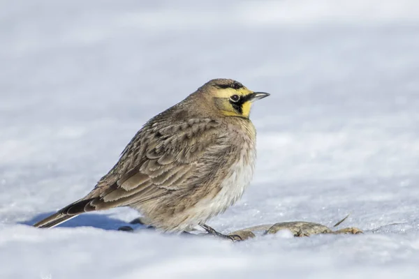 A horned lark in the snow covered ground in north Idaho.