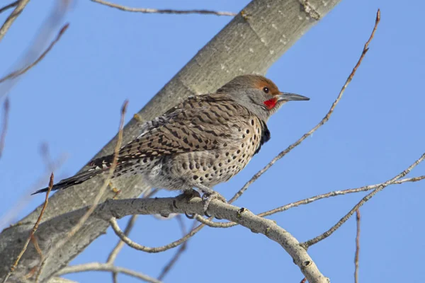 Een Noordelijke Flikkering Neergestreken Een Boomtak North Idaho — Stockfoto