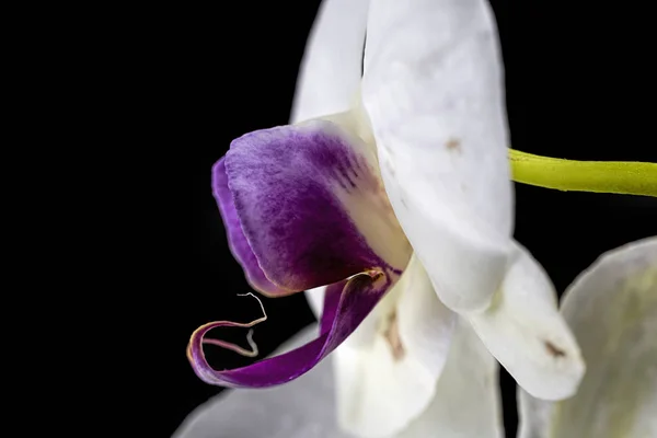 Close Van Kant Van Een Mooi Wit Purple Orchid — Stockfoto