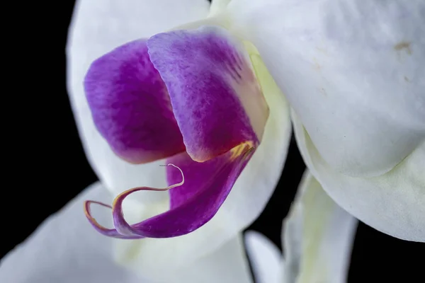 Yakın Çekim Bir Beyaz Mor Orkide Çiçek Bir Stüdyoda Bir — Stok fotoğraf