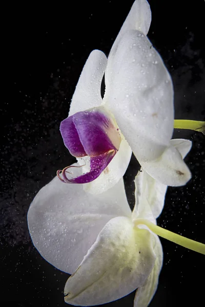 Foto Voor Een Mooie Witte Paarse Orchidee Bloem Tegen Zwarte — Stockfoto