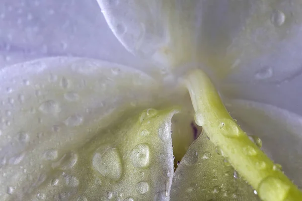 Gotas Água Estão Parte Trás Uma Flor Orquídea — Fotografia de Stock