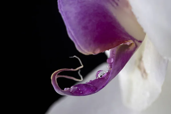 水滴在美丽的兰花上的宏观照片 — 图库照片