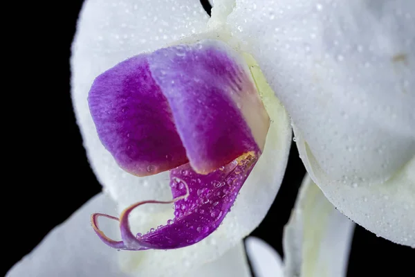 Close Van Een Deel Van Een Wit Paarse Orchidee Bloem — Stockfoto