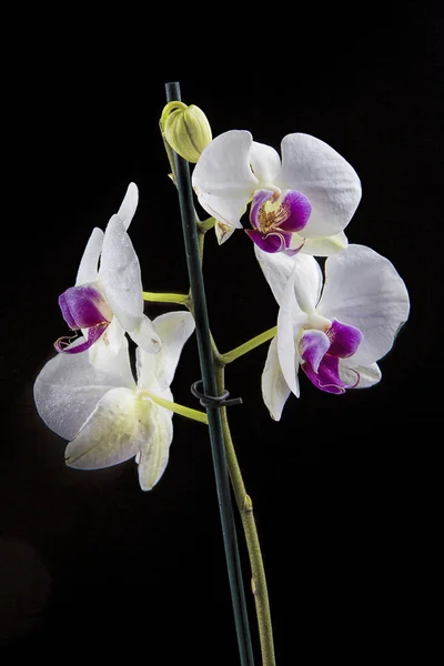 Una Foto Dello Studio Fiore Bianco Viola Bello Del Orchid — Foto Stock