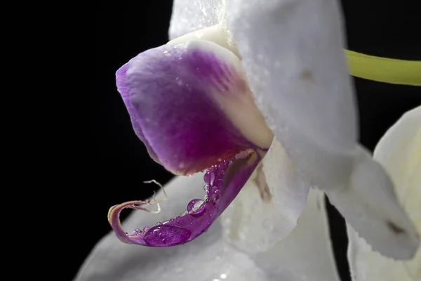 Makro Fotoğraf Üzerinde Oldukça Orkide Çiçek Damla — Stok fotoğraf