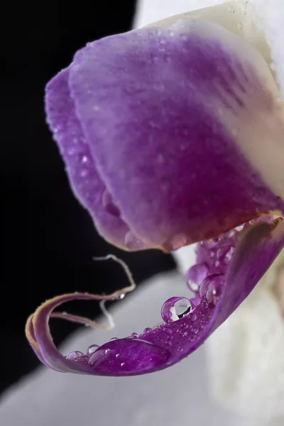 Das Makrofoto Von Wassertropfen Auf Einer Hübschen Orchideenblume — Stockfoto