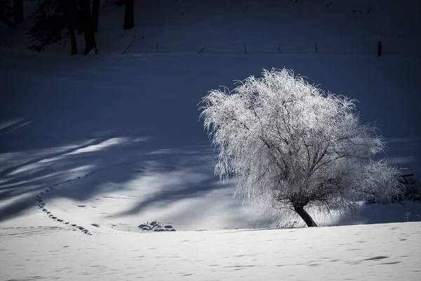 Frost covered tree in snowy field. — Stock Photo, Image