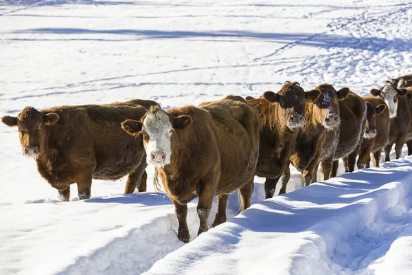 Stádo krav v zasněženém poli. — Stock fotografie