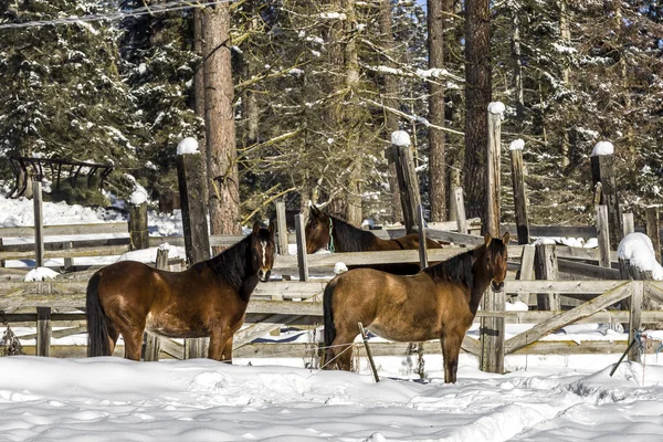 Cavalos no campo nevado . — Fotografia de Stock