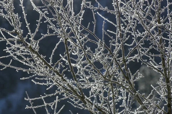 Abstrakt von Frost auf Ästen. — Stockfoto