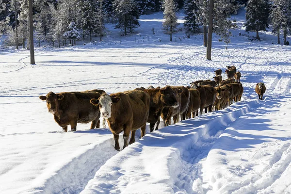 Vaches dans un champ enneigé . — Photo