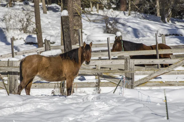 Konia w gospodarstwie w zimie. — Zdjęcie stockowe