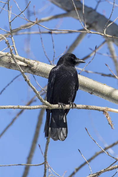 Corvo comum empoleirado em um ramo . — Fotografia de Stock