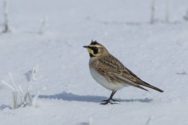 Sideview of a horned lark. clipart