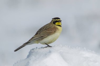 Horned lark perched on a clump of snow. clipart