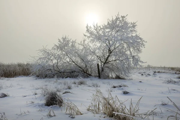 Frost covered tree on a foggy morning. — Stock Photo, Image