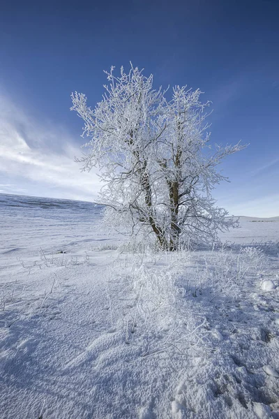 Frostbedeckter Baum in schneebedecktem Feld. — Stockfoto